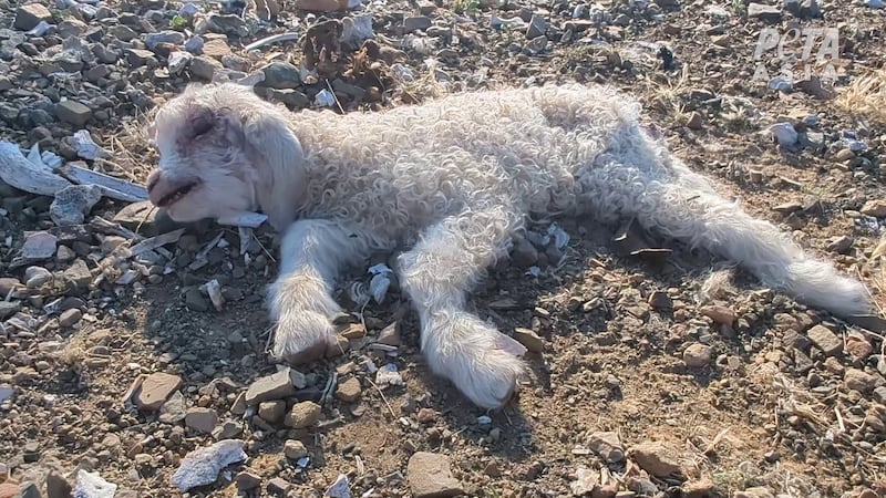 Exclusive: PETA Investigation Challenges ‘Responsible Mohair’ Certification